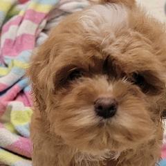 Pomeranians and Shichons from Smallstar Puppys