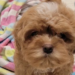 Pomeranians and Shichons from Smallstar Puppys