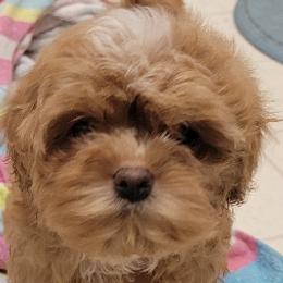 Pomeranians and Shichons from Smallstar Puppys