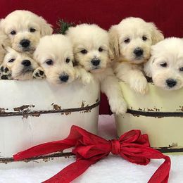 "English Goldendoodle Puppy from Moss Creek Goldendoodles" Goldendoodle and Schnoodle Puppies from Moss Creek Goldendoodles
