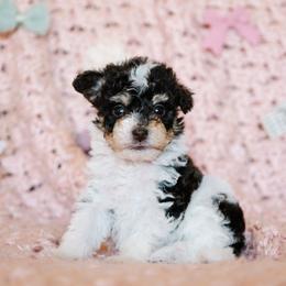 Russell Stover (Russ) - Parti male Schnoodle puppy in Grove, Oklahoma from Grand Lake Poodles & Doodles