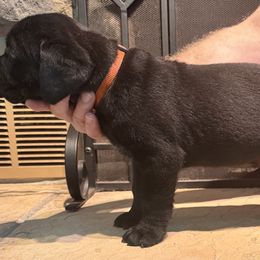 Cane Corso Puppies from Protectors in the Palms