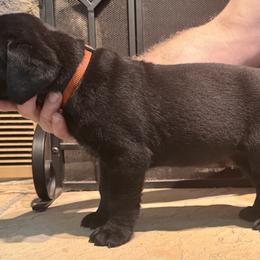 Cane Corso Puppies from Protectors in the Palms