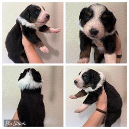 Sapphire - Black tri-color female Australian Shepherd puppy in Iola, Texas from MK Aussies