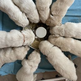 Golden Retriever Puppies from Blue water Goldens