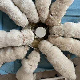 Golden Retriever Puppies from Blue water Goldens