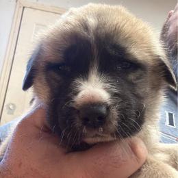 Boy 6 - Fawn male Mastiff puppy in Port Townsend, Washington from Pam’s Perfect Pugs & MasPyrs