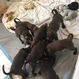 Labrador Retriever and Weimaraner Puppies from Kathy Welle