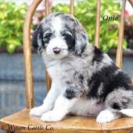 Aussiedoodle Puppies from Wilson Cattle Co.