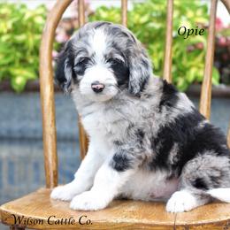 Aussiedoodle Puppies from Wilson Cattle Co.