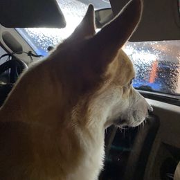 Pembroke Welsh Corgi Puppies from Cadenza Corgis