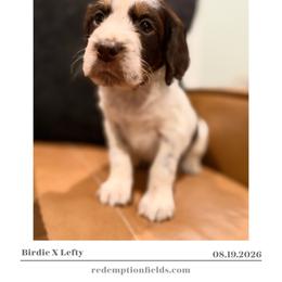 Linden - Liver white and tan male English Springer Spaniel puppy in Arcadia, Florida from Redemption Fields Springer Spaniels