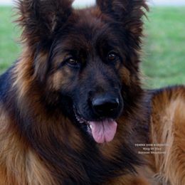 Yenna - German Shepherd