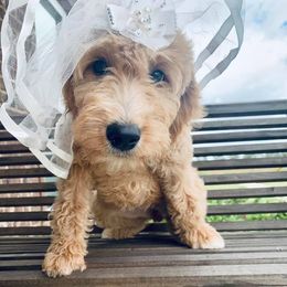 Goldendoodles from Windmill Doodles