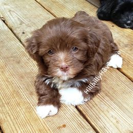 Boy3 - Red Havanese puppy in Batesville, Arkansas from Hillbilly Havanese