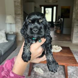 Coconut - Black female Cocker Spaniel puppy in Tucson, Arizona from Demi Marie