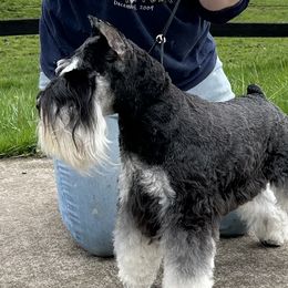 Miniature Schnauzers from Vaquera Miniature Schnauzers