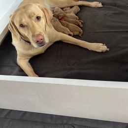 Labrador Retriever Puppies from Sun Ridge Labradors