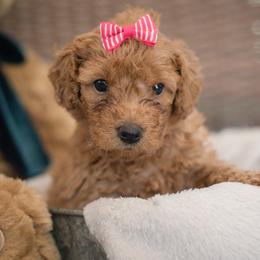 "Magenta Girl River" Australian Labradoodle Puppies from Forever Friends Labradoodles