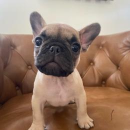 Marcel - Fawn male French Bulldog puppy in Sidney Center, New York from iFrenchi