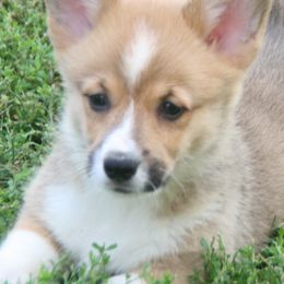 Companion Crosses, Miniature Australian Shepherds, and Pembroke Welsh Corgis from Dakota Toy Aussies