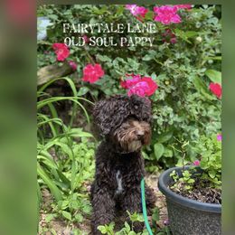 Pappy - Australian Labradoodle