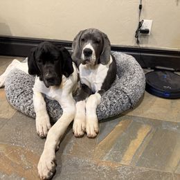 Great Dane Puppies from Top Brackett Danes