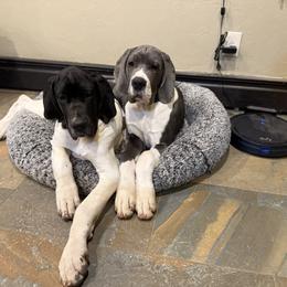 Great Dane Puppies from Top Brackett Danes