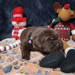 Joy - Chocolate female Labrador Retriever puppy in Bemidji, Minnesota from Northern Star Elite Quality Labrador Retrievers