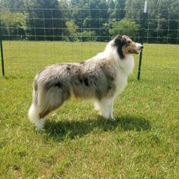 Jenna - Blue merle white and tan female Collie puppy in Salem, Indiana from Living Blessed Collies