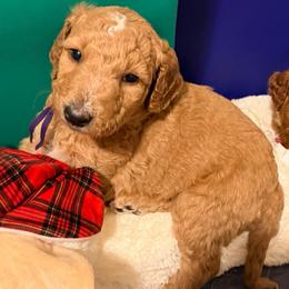 Clarissa - Purple girl - Apricot female Goldendoodle puppy in Puyallup, Washington from Dawnie’s Doodles