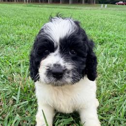 Panache with training - Black and white female Cockapoo puppy in Boonville, North Carolina from Doods & Dolls