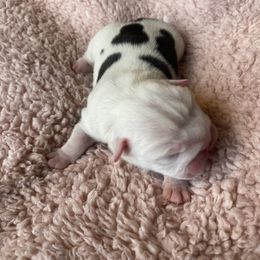 Boy 1 - Bulldog puppy in Myerstown, Pennsylvania from Brooke’s Babies