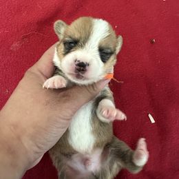 Orange - White and red male Pembroke Welsh Corgi puppy in Rochester, New York from Tnt Yorkies and Cosmic corgis