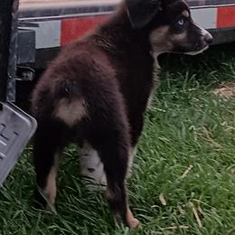 Charlie - Black tri-color male Australian Shepherd puppy in Ontario, Oregon from Eagle Valley Australian Shepherds
