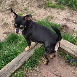Ebony - Chihuahua