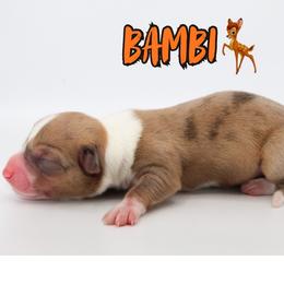 Bambi - Red merle and white male American Corgi puppy in Star City, Arkansas from T4 Farms
