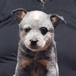 Ringer - Blue speckled male Australian Cattle Dog puppy in Sanger, Texas from Straight Arrow Australian Cattle Dogs