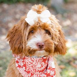 Lulu - Goldendoodle