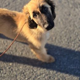 Afghan Hound Puppies from Lenore Light