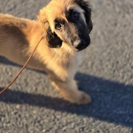 Afghan Hound Puppies from Lenore Light