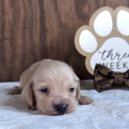 Flash - Cream male Dachshund puppy in Dothan, Alabama from Little House Pups