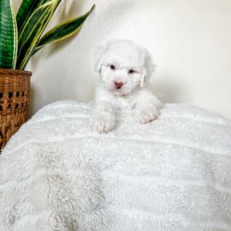Cockapoo Puppies from Cockapoo puppies and co.