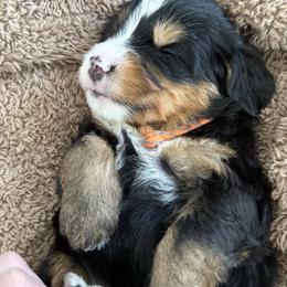 Sunny. (Orange) - Tri-color male Bernedoodle puppy in Midland, Texas from Southern Oak Breeders LLC
