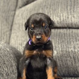 Purple Collar - Black and rust female Doberman Pinscher puppy in Lake City, Florida from Paintedcrazy Doberman Pinchers