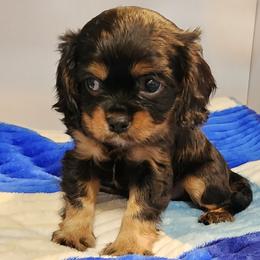 AKC CARLIN - Black and tan male Cavalier King Charles Spaniel puppy in Joplin, Missouri, Missouri from HOL-A-DA CAVALIERS
