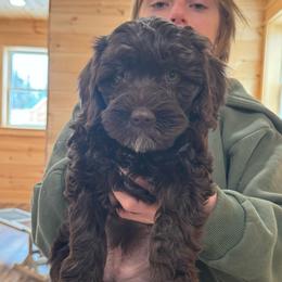 Pink collar - Chocolate female Australian Cobberdog puppy in Dover Foxcroft, Maine from Faberge Australian Cobberdog