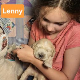 Llamas Litter, Lenny - Golden male Golden Retriever puppy in Fithian, Illinois from LOMAH Retrievers