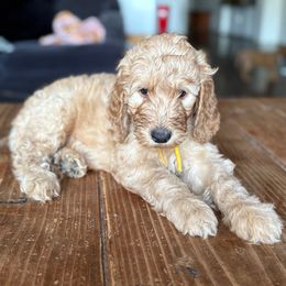 Yellow - Apricot male Goldendoodle puppy in Buda, Texas from The Doods Spot *located in Buda, tx.*