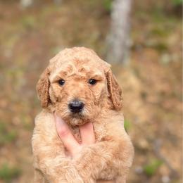 Orange - Apricot male Goldendoodle puppy in Ranger, Georgia from Muscadine Meadows Poodles and Doodles